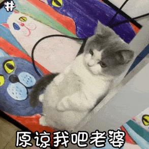 貓是不是一種“沒(méi)良心”的動(dòng)物？養(yǎng)貓5年，居然