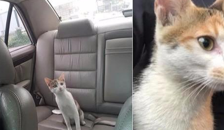 車?yán)镩L貓了，車主僅離開車子幾分鐘，后座就多