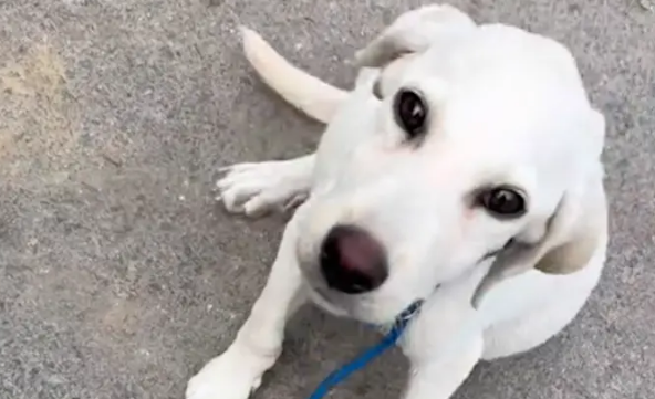 拉布拉多因肝腹水被遺棄，它看到女生停留，做