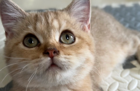 “云投喂”流浪貓：莫讓商業(yè)利益大過(guò)社